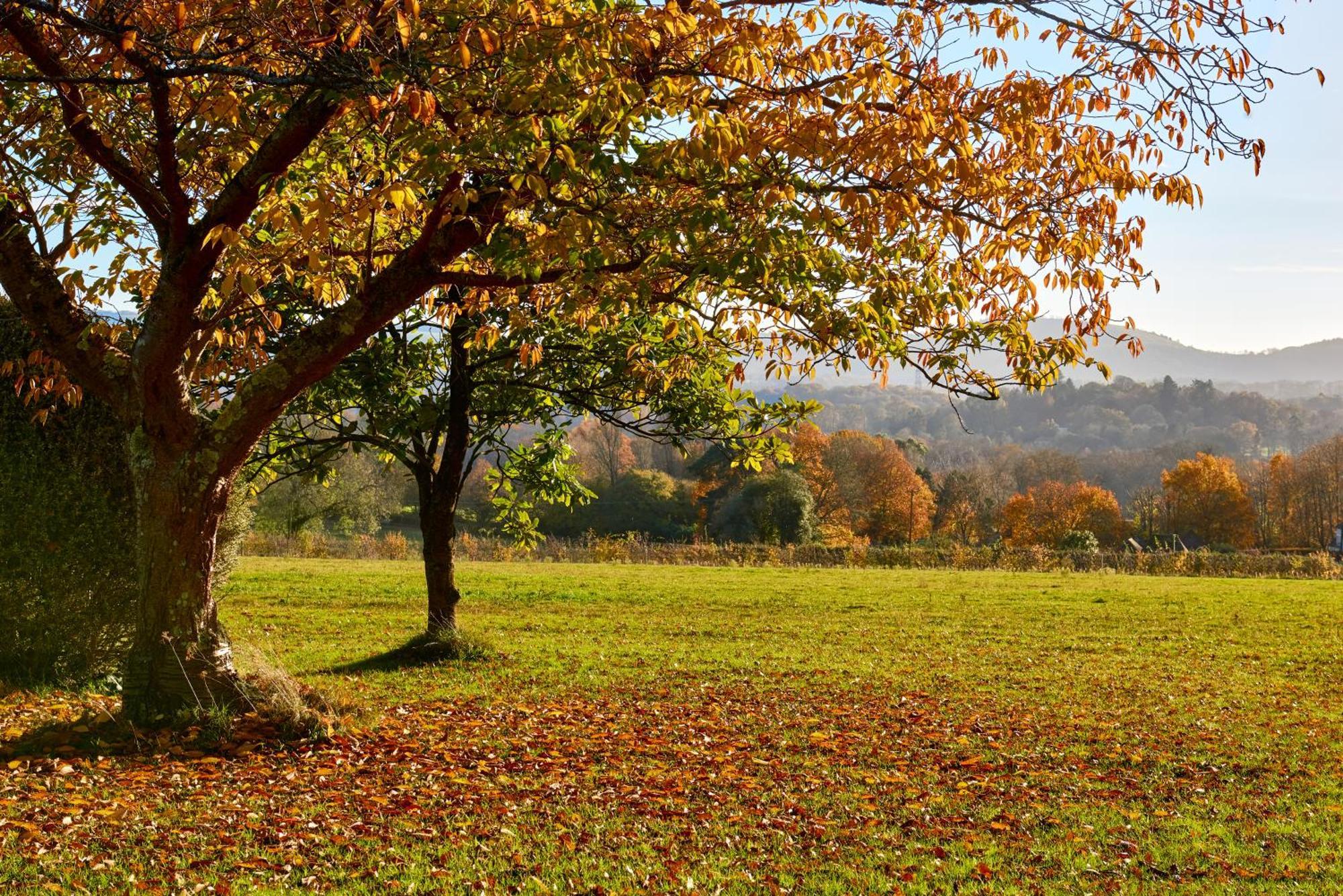 Garden Flat Near Goodwood With Stunning Views Apartment Petersfield Bagian luar foto